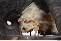 mouflon skull 0022